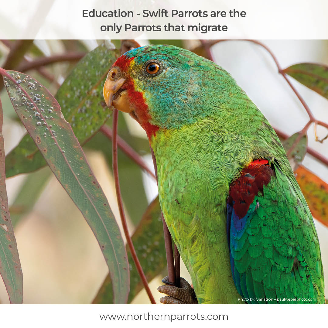 NorthernParrots's tweet image. #education #swiftparrots #migrate