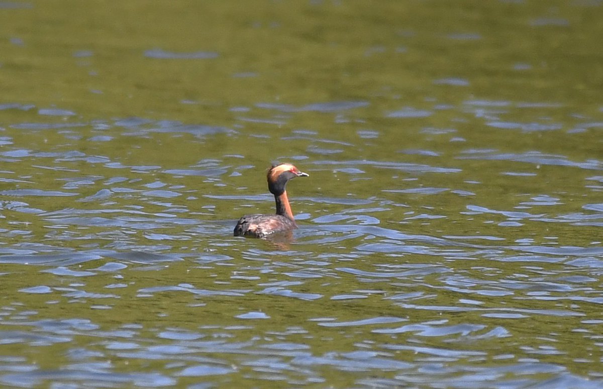 A distant but fine looking Slavonian Grebe at Ruislip Lido yesterday #londonbirds