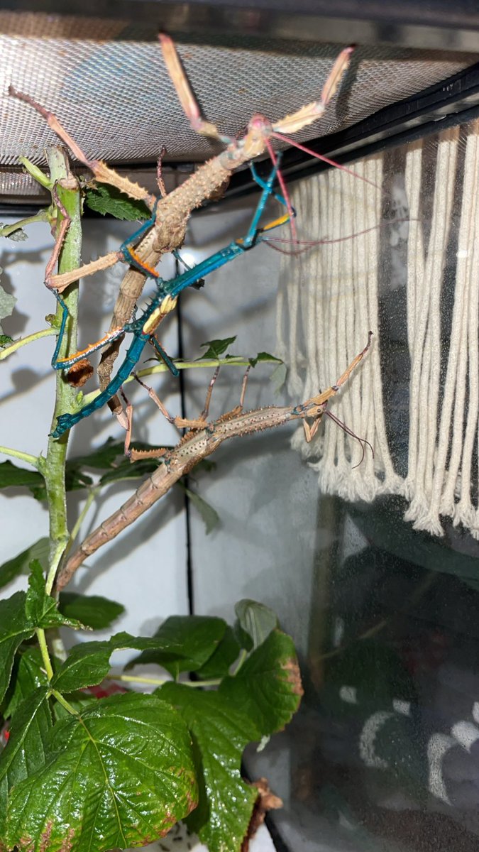 hi I wanted to share with you my stick insects!! these are Achrioptera Manga from  Madagascar