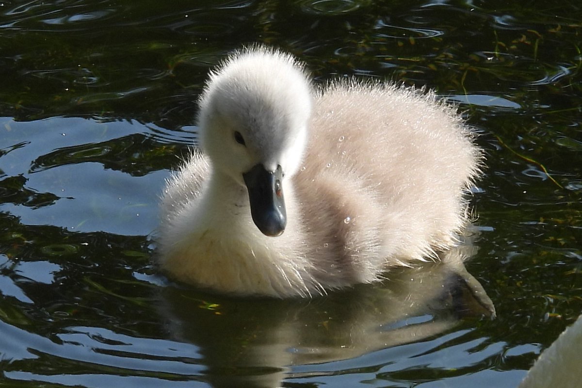 Mute Swan nest, Bushy Park, Rathfarnham, Dublin 🇮🇪 has 5 cygnets. Locals told me they were out yesterday, but egg tooth gone from all, so 3 days+ probably. Can anyone give me an accurate hatching date? #BushyPark #Rathfarnham