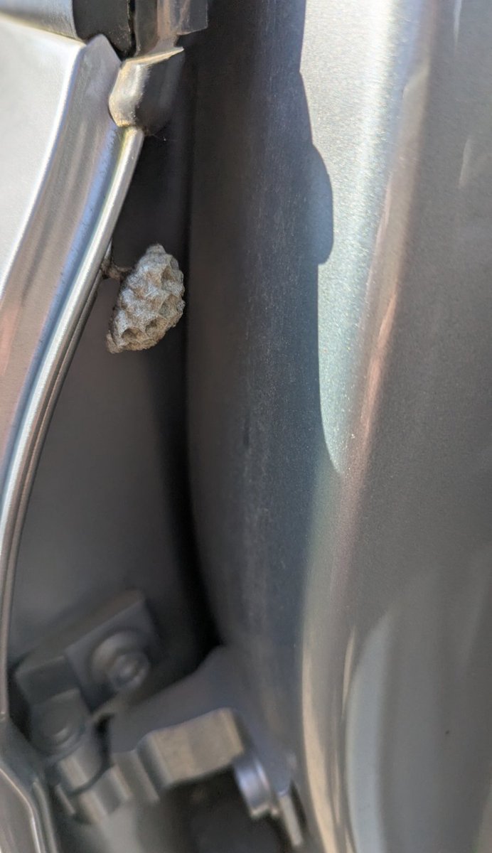 Petit nid de guêpes dans la portière de la voiture 😂 super 😀🙃