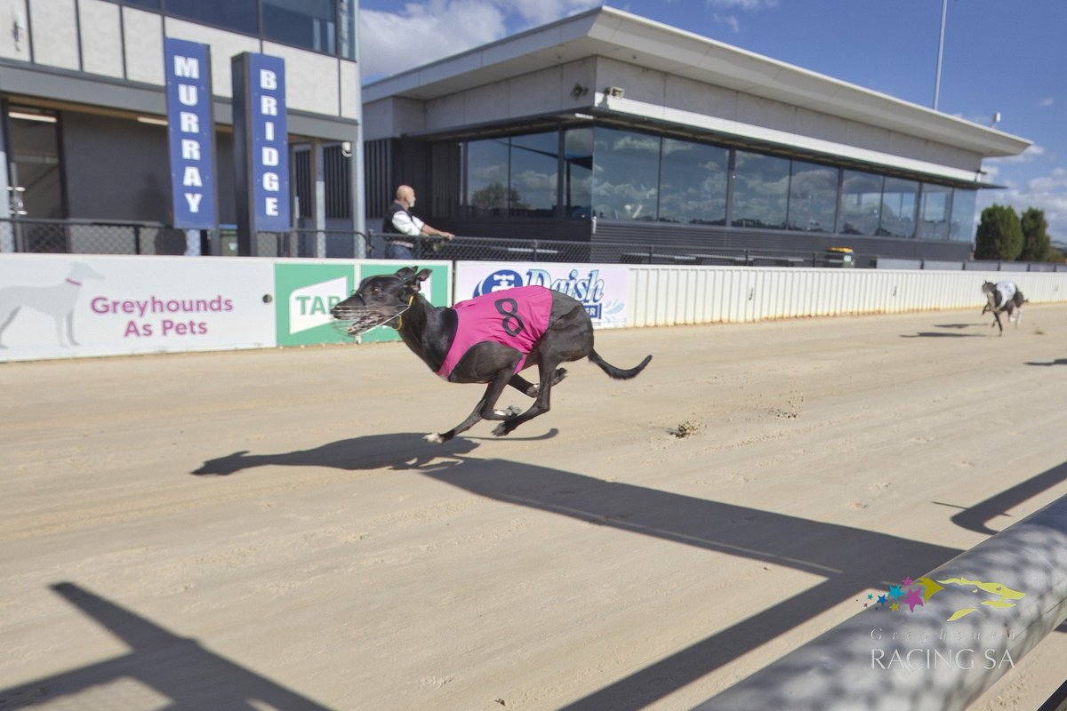 What a great way to end our Sunday night on the tip.

We had 2 mini-clean sweeps this week including this evening at the Bridge. Nice way to bounce back after 2 pretty poor weeks on my end, but this week we went alright.

We do it all again tomorrow at Angle Park.
#weloveourdogs