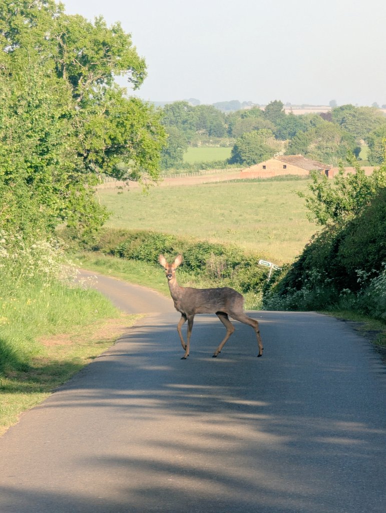 PartridgeInt's tweet image. Nice surprise on my morning run.