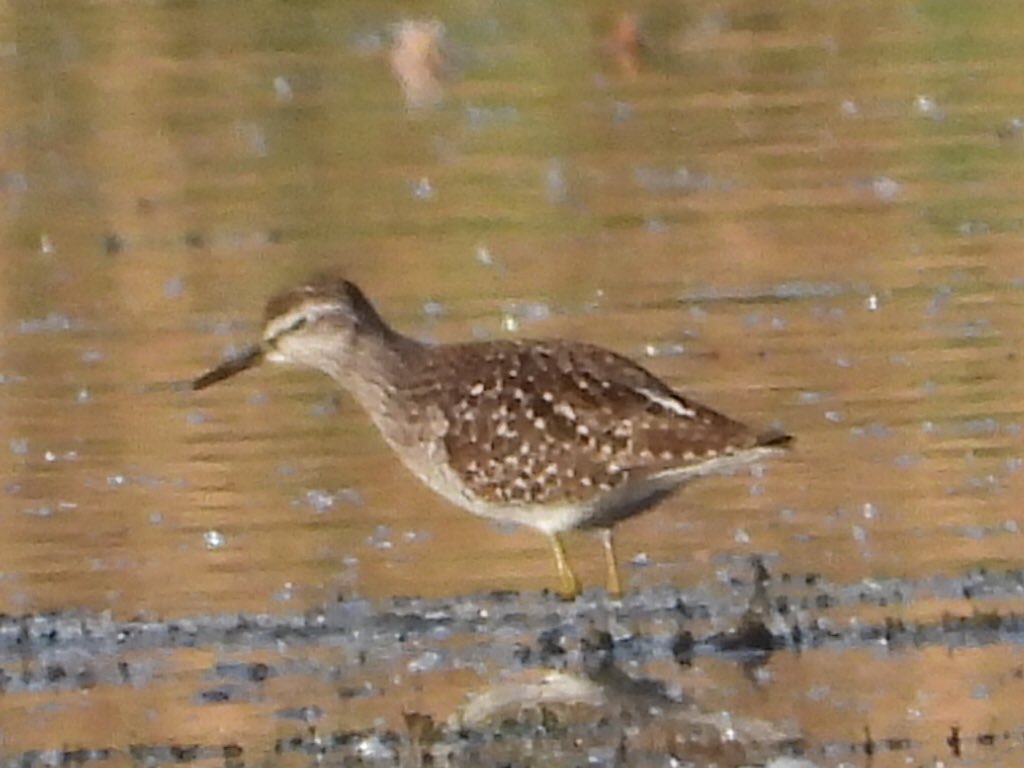 alanbodd's tweet image. Brief distant Wood Sandpiper at #BrandonMarsh @WKWT this morning around 07.00.