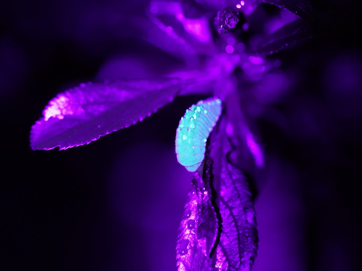 Help us shine a light on butterfly secrets 🐛🔦

Night-time surveys with UV light offer us new ways to locate some species to monitor their populations and find out more detail about their ecology.

Find out how you can get involved 👉 butterfly-conservation.org/uv

📷: Max Anderson