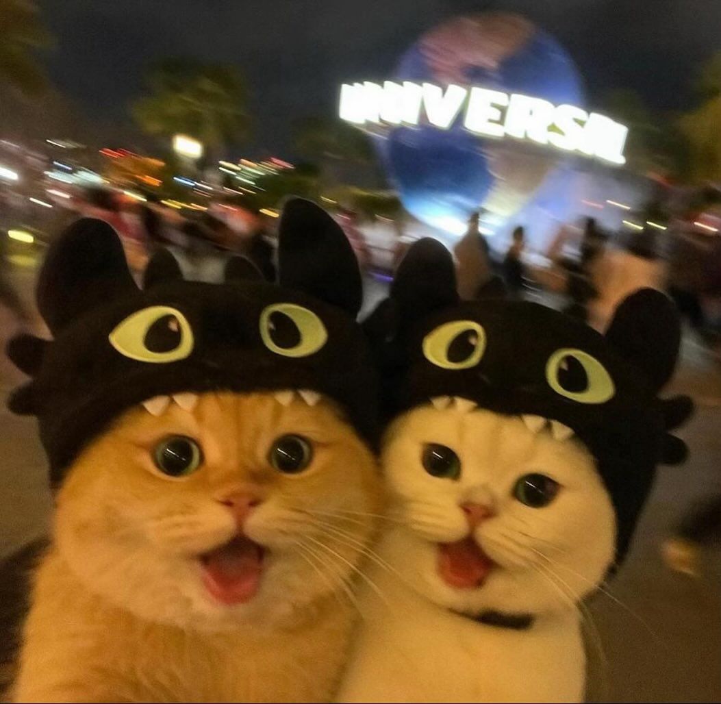 Why you should have a cat (@shouldhavecat) on Twitter photo 