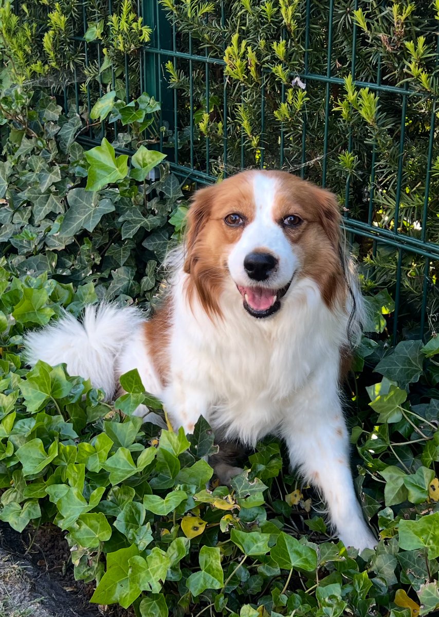 Met heel veel verdriet hebben wij vanochtend onze lieve Dobby moeten laten inslapen. Dobby had uitgezaaide anaalklierkanker. We troosten elkaar, maar we zijn er kapot van…💔