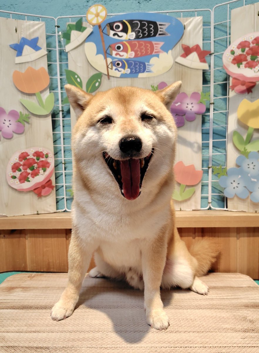 【イヌ】 GqqI6hjbQAAL_kW.jpg