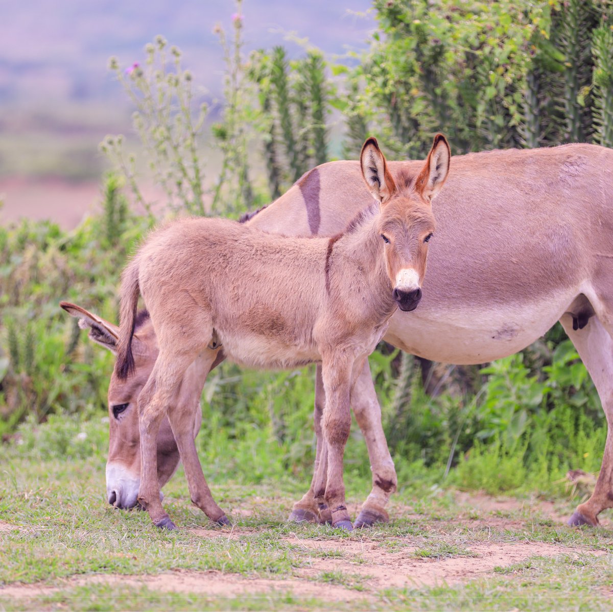 Today is Mother's Day, and we've gathered some heartwarming mother-foal moments. You may have seen a few before, but they're too sweet not to share! #MothersDay

Which is your favorite?