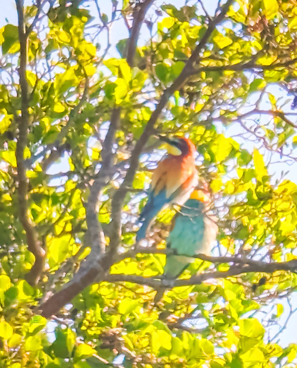 maryvanderes's tweet photo. #BirdsSeenIn2025
#Bijeneter #Merops_apiaster
#European_Bee_eater on #Texel in the #Netherlands .
@Britnatureguide
@Float_photo https://t.co/Hj50UCM2d3