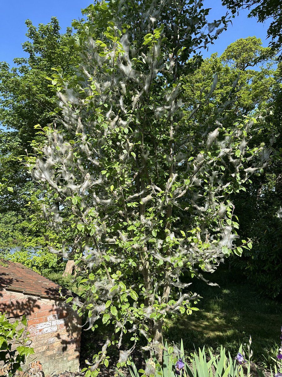 Rachael Hall tweet media