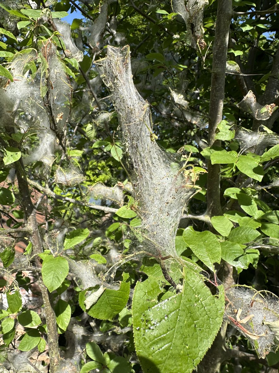 Webs of Ermine Moth (?). St. Mary’s, Knaith <a href="/ChurchesFest/">West Lindsey Churches Festival, Lincolnshire</a>