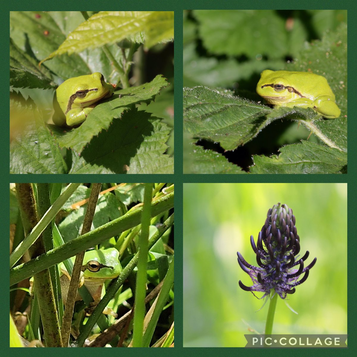 Voor het eerst in Nederland gezien: boomkikkers. In het prachtige kleinschalige landschap van De Mortelen van Brabants Landschap, waar ook de zwartblauwe rapunzel bloeit.