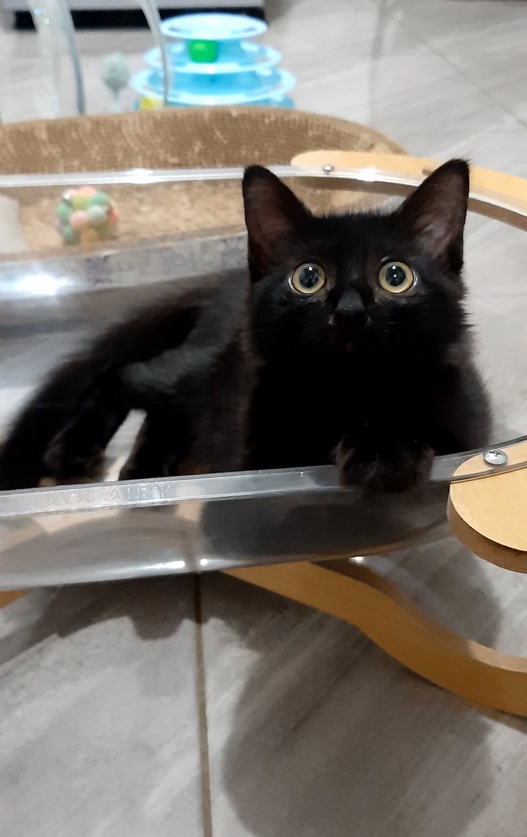 gforgea's tweet image. alhamdulillah haruka officially ganti nama jd timitimi dan sudah dpt furever home 💕

tebak siapa yg nangis paling kenceng?
yap, laki gue 

suami gue yg paling patah hati, ga nafsu makan, nangis sampe ketiduran 😞
krn kita berdua sayang banget makanya terpaksa di open adopt 😔