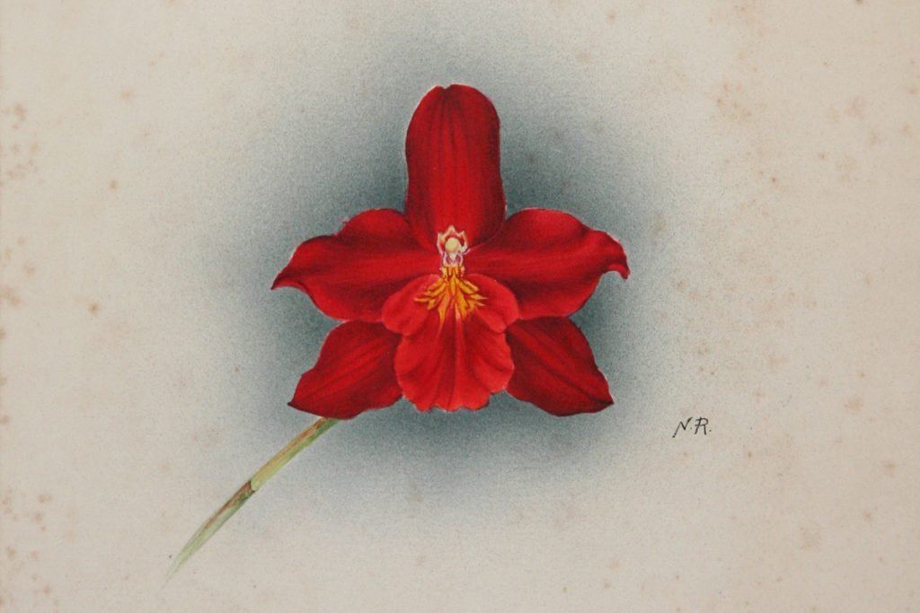 Orquídea de Nelly Roberts (1872-1959).
Fue la primera artista de orquídeas de la Royal Horticultural Society (RHS) de Londres.
