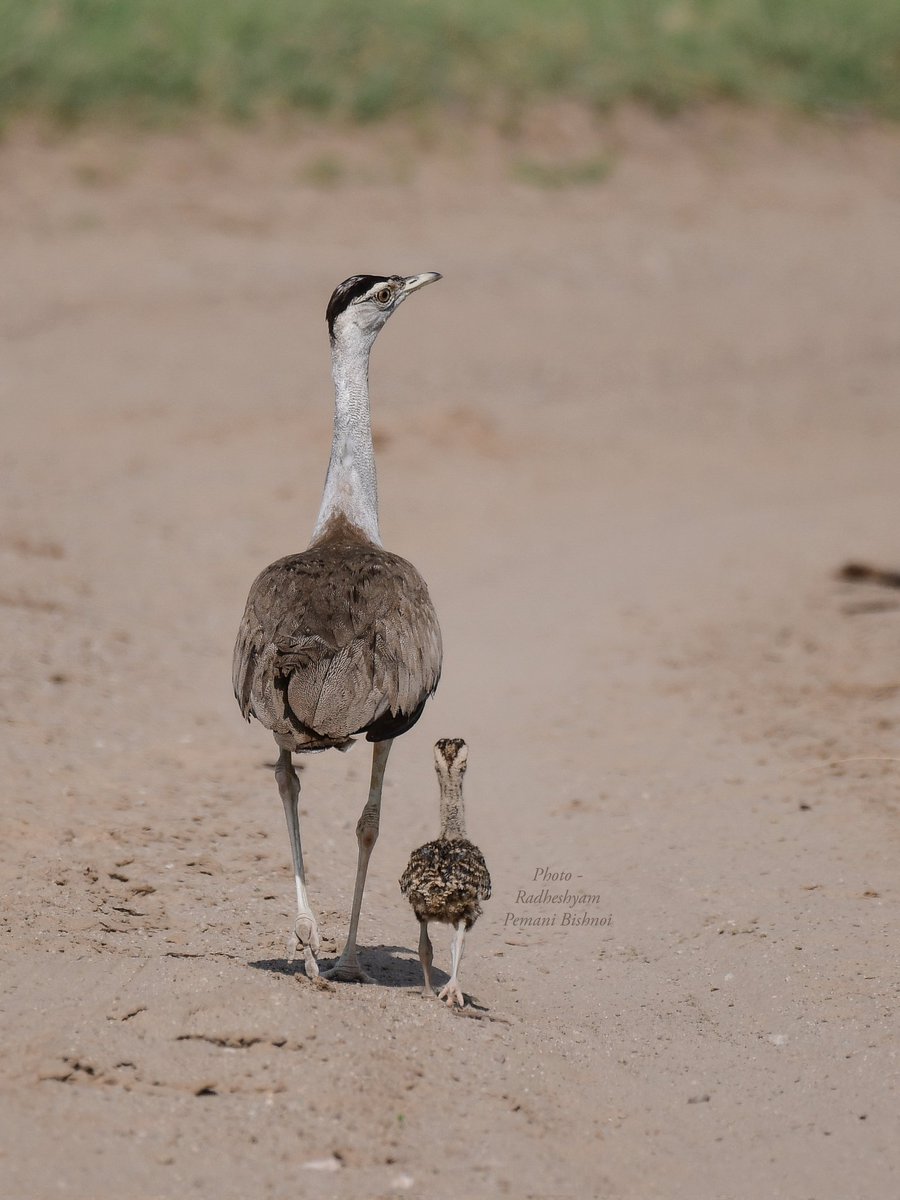 Radheshyam Bishnoi (@radhebishnoi__) on Twitter photo Happy Mother day..
Great Indian Bustard with chik.
#greatindianbustard #bishnoiwildlife #gib Happy Mother day..
Great Indian Bustard with chik.
#greatindianbustard #bishnoiwildlife #gib