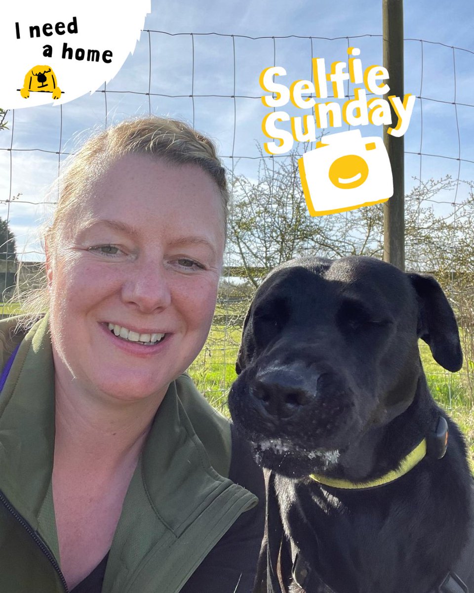 DT_Kenilworth's tweet photo. We're not sure that Jarvis was quite ready for his #SelfieSunday this week... but we still love his silly face anyway! 💛🐶 

#LabradorCross #INeedAHome #LabradorsOfInstagram #RescueDog #AdoptMe https://t.co/xJMVTZGd5a