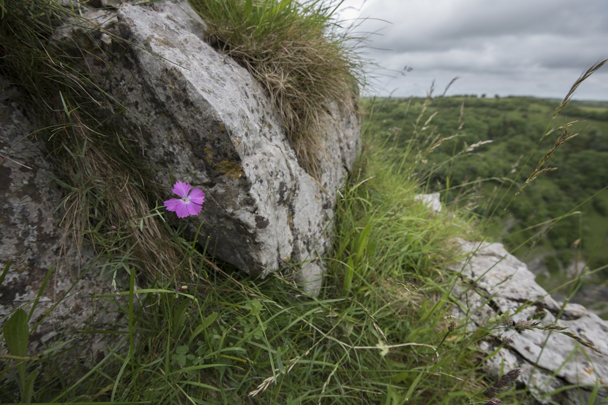 Happy #SomersetDay! Did you know that the Cheddar pink is Somerset's county flower? 
It is a protected species in the UK and can often be found blooming here around the gorge around this time of year 🌸

<a href="/Somerset_Day/">Passion for Somerset</a> <a href="/VisitSomerset/">Visit Somerset</a>