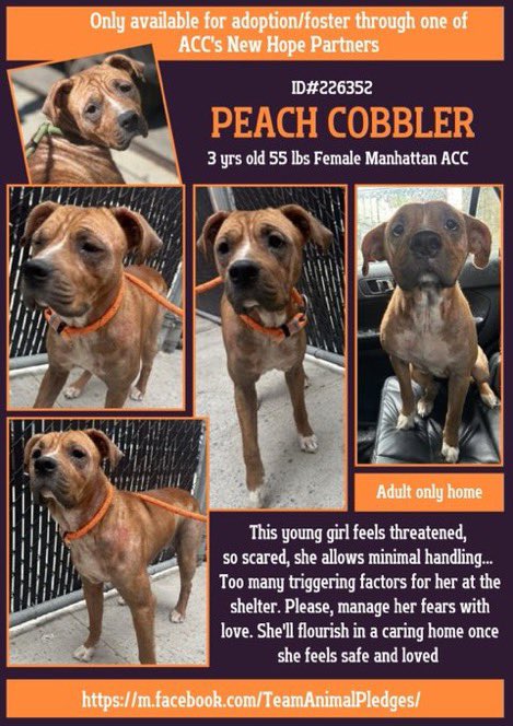 MoishesMom's tweet photo. 🆕Intake• Peach 🍑 Cobbler• 3️⃣ yrs old
🆔2️⃣2️⃣6️⃣3️⃣5️⃣2️⃣• Manhattan ACC
🆕Hope Rescue 🛟 🚫👧👦🧒
🍑Cobbler is terrified😞Kill 💉 target 🎯
Make no mistake they will 💉her 😭
Pledges needed2️⃣attract Rescue 🛟
Share this Beautiful sad, forlorn girl🙏🏻
#Foster #NHRO #NYC https://t.co/yjaSwfvtLp