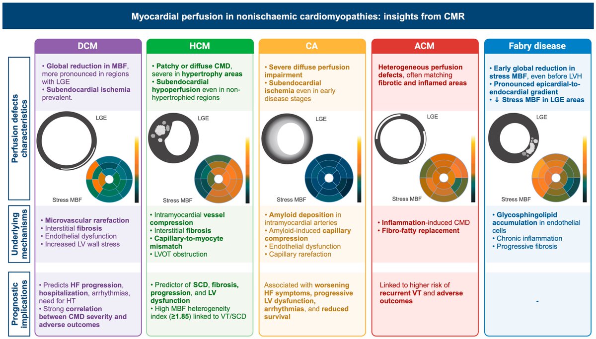 🔍 Learn more about CMR perfusion imaging in nonischemic cardiomyopathies in our latest review!
mdpi.com/1648-9144/61/5…