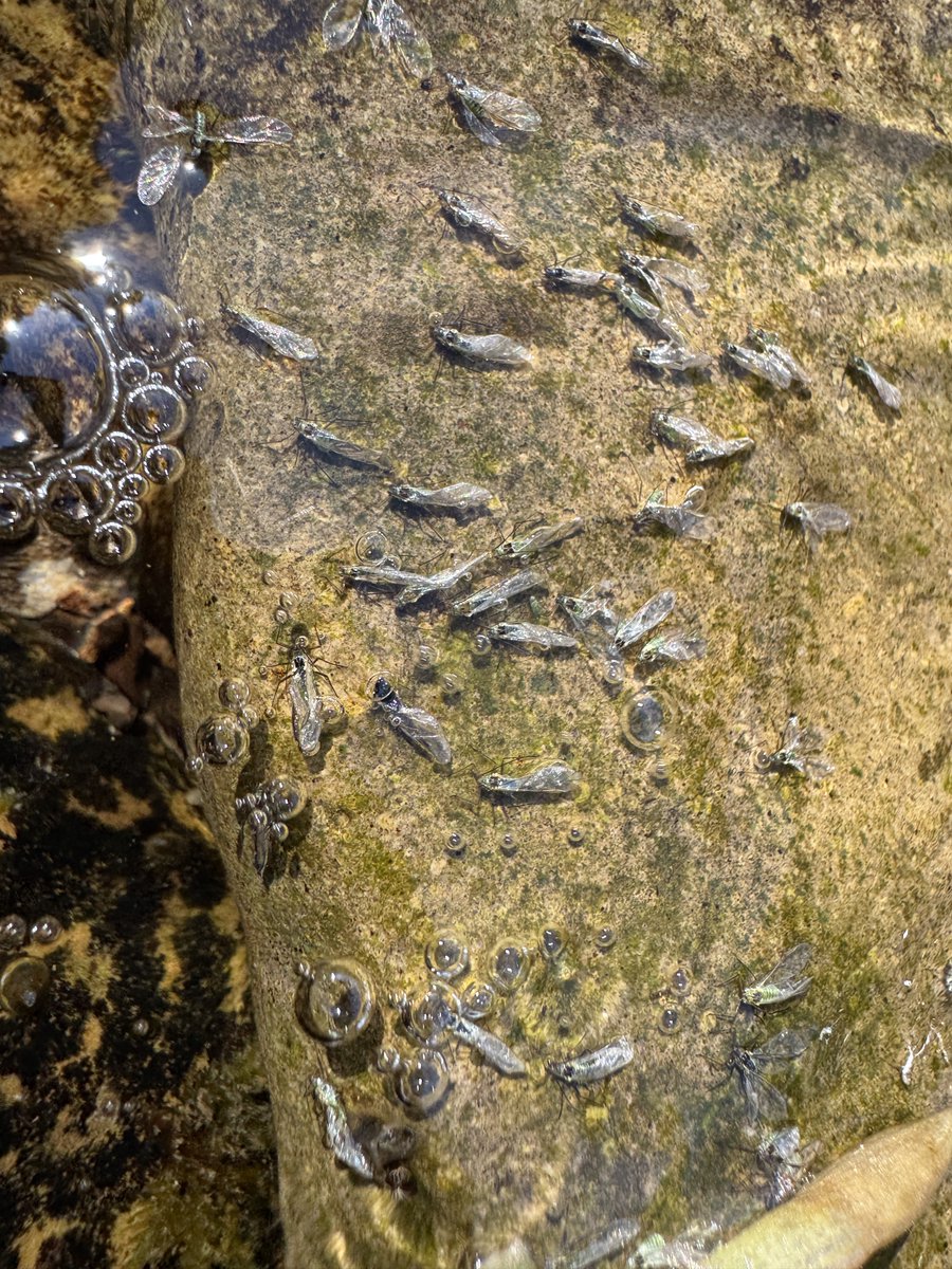 A strange sight yesterday on the River Swale.  Aquatic aphids (Greenfly -  Aphidae).  There are in fact no aquatic aphids; but these were under water.  There were aphids everywhere floating on the water surface and in this shallow stream of water over a rock I can only presumed