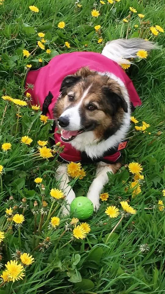 mantle_carol's tweet image. Thank you so much to our friends and followers  for your amazing support again it really is truly appreciated.. Your Likes/Reposts &amp;amp; chat  mean a lot to us 🤗❤️ Here are a few more #Springtime #funtime  photos 📷 of Danny Boy #AngelDannyBoy hope they give you a smile 🐾🐾🤗❤️🌈