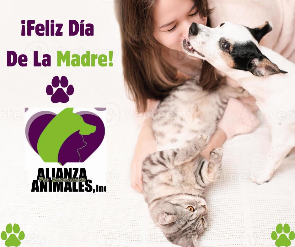 Alianza Pro Rescate (@alianzaprores) on Twitter photo ¡Feliz Día de la Madre! Queremos enviar un saludo especial a todas las madres de Puerto Rico que, con amor y dedicación, cuidan a sus animales en más de 1.2 millones de hogares. Desde ALIANZA les expresamos nuestro más sincero agradecimiento por su cariño y entrega.💜 ¡Feliz Día de la Madre! Queremos enviar un saludo especial a todas las madres de Puerto Rico que, con amor y dedicación, cuidan a sus animales en más de 1.2 millones de hogares. Desde ALIANZA les expresamos nuestro más sincero agradecimiento por su cariño y entrega.💜