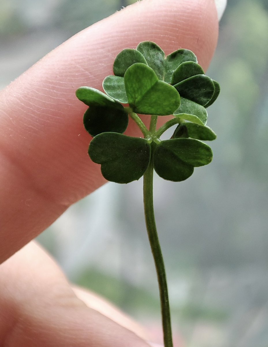 9 yapraklı yonca buldum, favlayana şans getirsin❤️