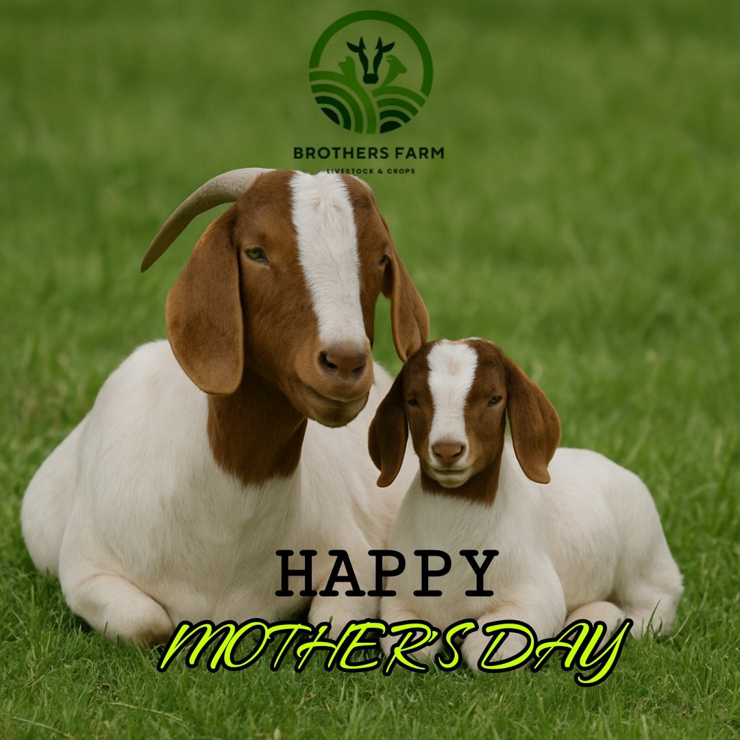 Brothers Farm Livestock And Crops (@brothersfarm_) on Twitter photo 