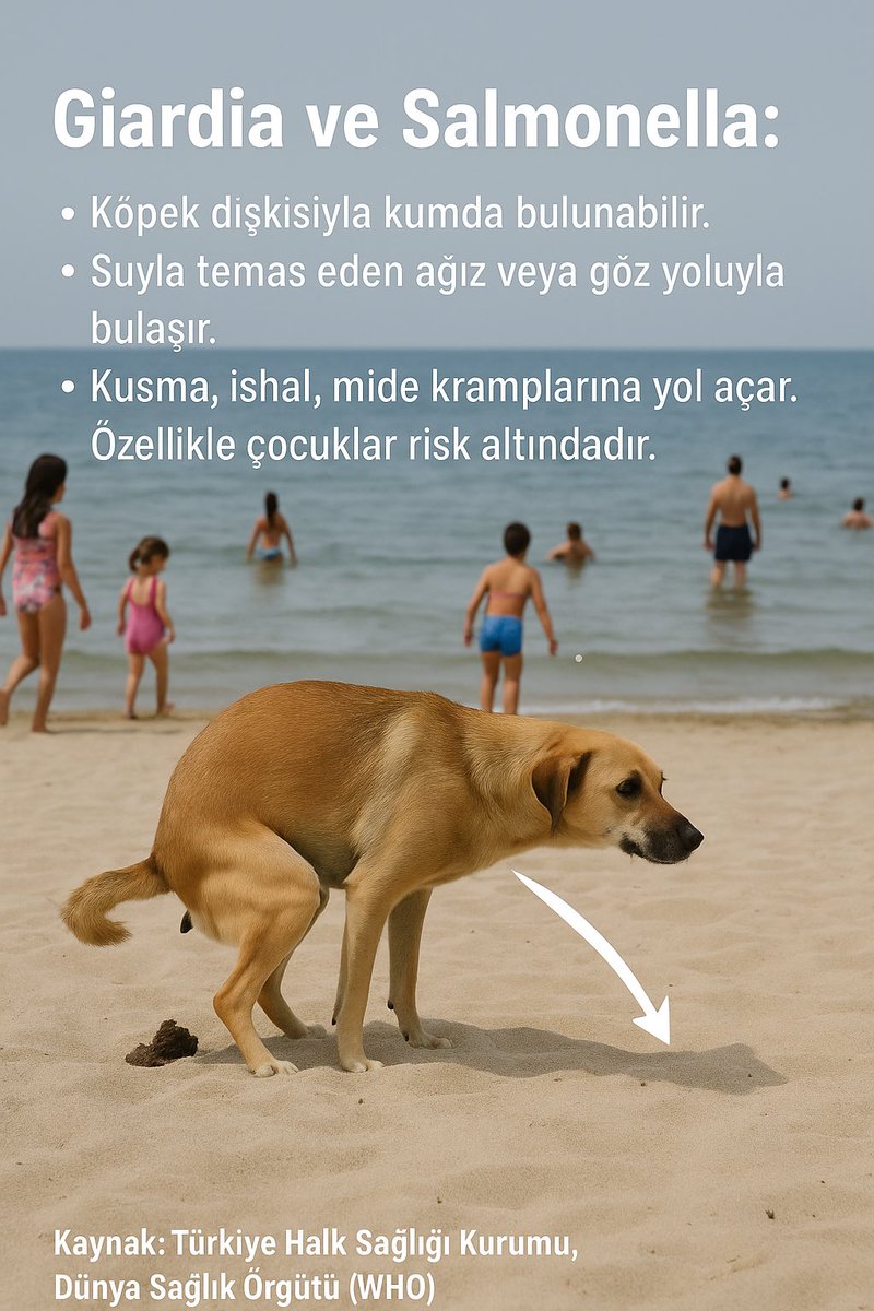 Sahillerimizdeki bu halk sağlığı tehdidi son bulmalıdır. Başıboş köpek olmaz. <a href="/halksagligigm/">Halk Sağlığı Genel Müdürlüğü</a>