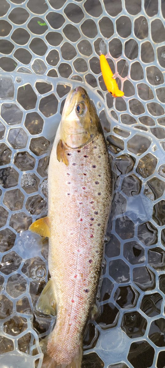 txfIYeiC6iGhXOj's tweet photo. 今日は、まったりと10時スタートで白河フォレストスプリングスさん🎣
春らしい景色と美味しいランチを堪能しながら、パワフルな魚と遊んできました🦊✨
本多さん、お疲れ様でした😄
#カルテラス
#パラト
#チェプラムF
#白河フォレストスプリングス
#林鱒養魚場 https://t.co/K4SHpi72Ek