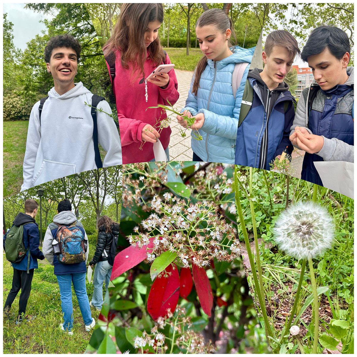 🌳🔎¡Qué experiencia tan enriquecedora en nuestro paseo botánico! Hoy en el parque cercano al colegio, nuestros estudiantes abrieron bien los ojos y la mente para resolver retos botánicos que ya habíamos trabajado en clase. 
👀🌿#aprenderHaciendo #bachilleratoCiencias