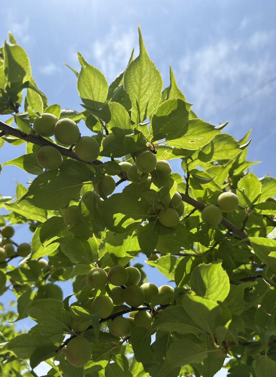 小梅ページ 梅桜堂ペーパーキット「トタン小屋C」作ってみた！ | ホビー