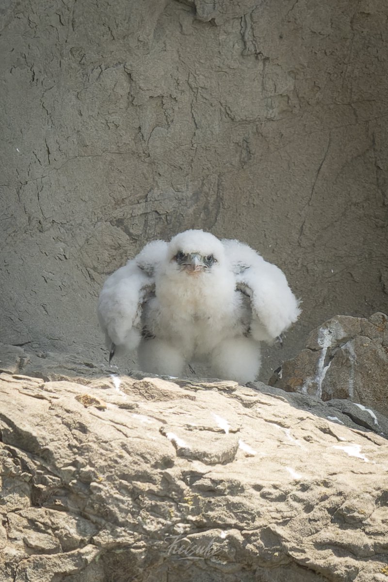 君バッキバキのムッキムキじゃないか😂
#野鳥撮影