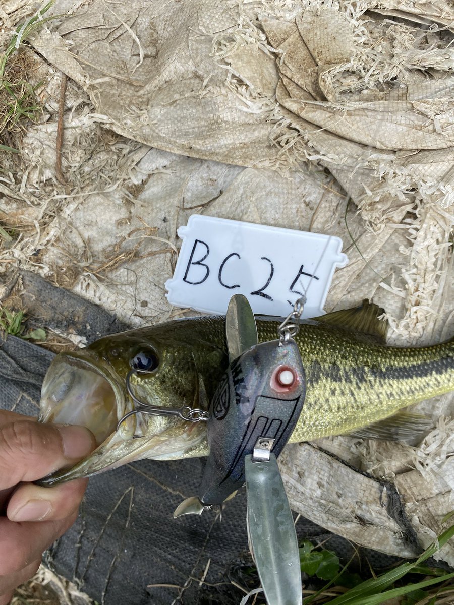 Gun283's tweet photo. 第１回から参加してるのに…🤣

１種目
FPクローラー
30cmぐらい…w

#デカハネGP
#モンカルアーワークス
#FPクローラー https://t.co/0WguquUVY1