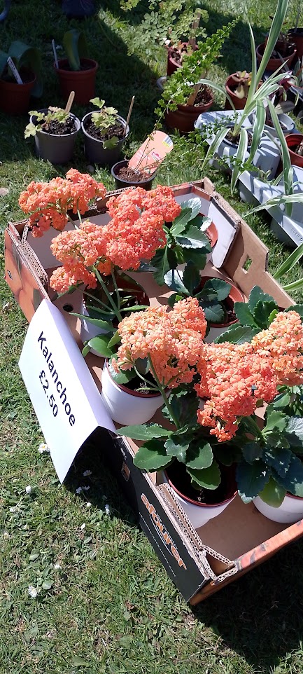 An amazing day at our plant sale yesterday. The sun shone, the people came and there was ‘dogwood weaving' to make plant supports. Thanks also to Miriam from Waymaster Games Ltd for entertaining the children and all the volunteers that made this happen.