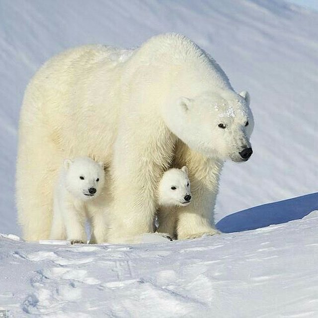 Happy Mother’s Day Polar Bear Nation!