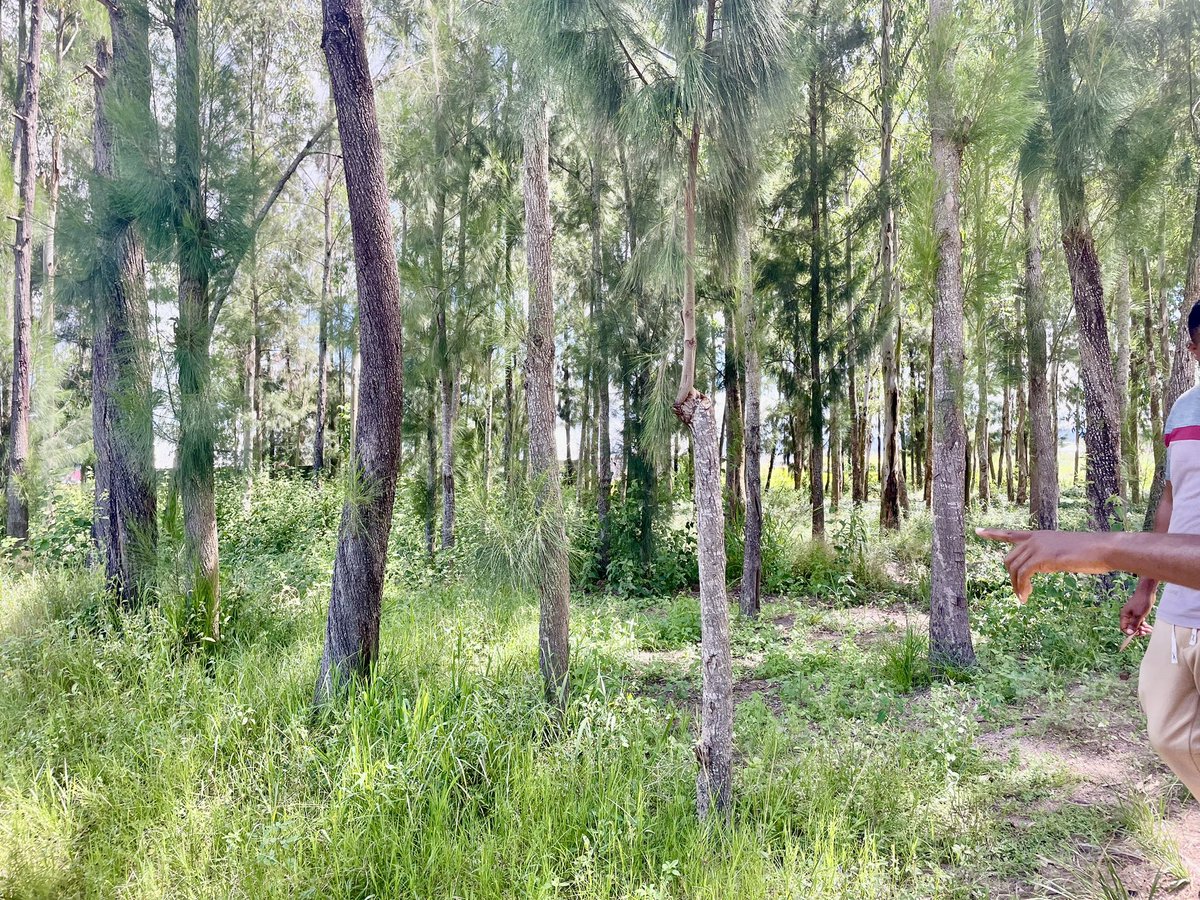 MarekaMalili's tweet photo. Wakubwa kuna hii Plot, ipo Buswelu Nyamadoke.
Ina sqm 1869 🙌🏼
Ina miti aina ya pines na mikaratusi, takribani 80, mikubwa.
Eneo lipo short cut ya njia inayotokea Igoma eneo linaitwa "Ndama" karibu na Kiwanda cha Cocacola.
Eneo lipo karibu na njia inayokwenda stendi ya Nyamhongolo https://t.co/uHB8BLa9uv