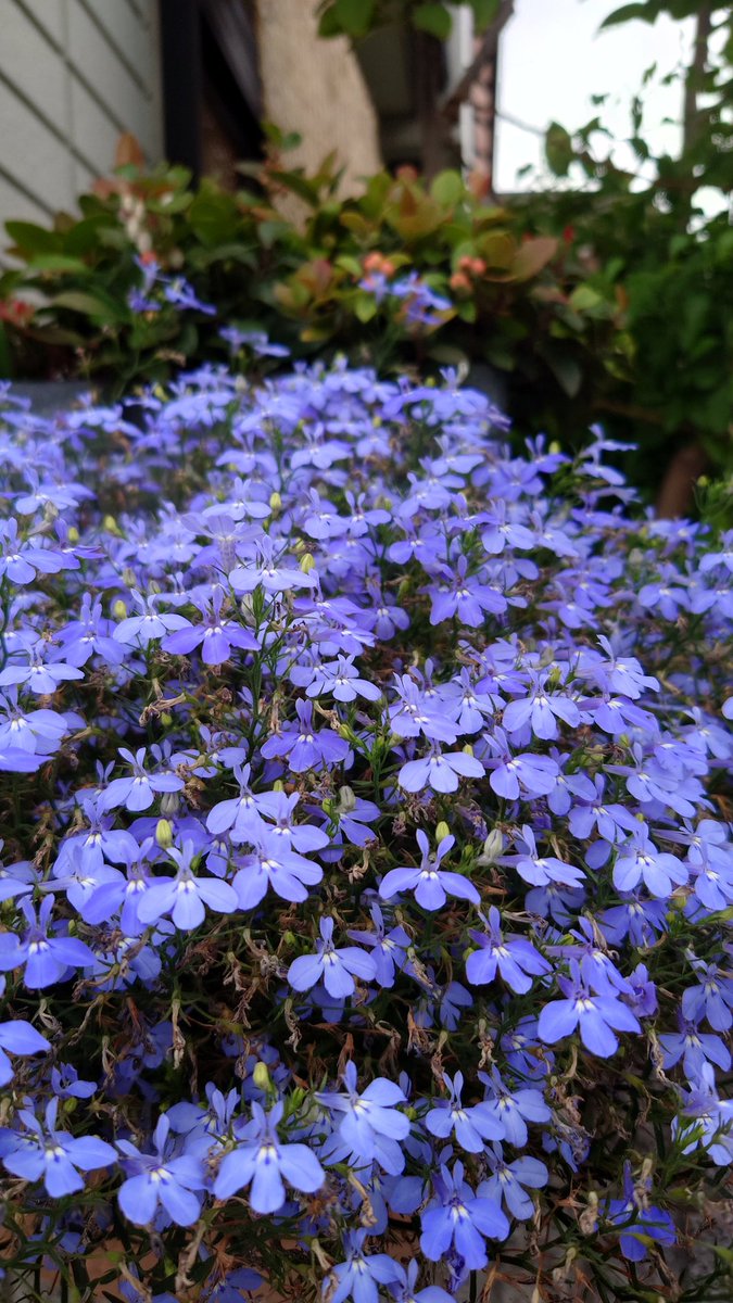 ruika0712's tweet photo. @hitton50 @hyonta_TuV こちらこそ
お久しぶり
お花…画像有り難う。

あの衝撃的な夢Eventから
早〜一年とは月日早過ぎw
その後、体調如何でしたか？
遠隔より案じてました💦

こちらも…諸々アリ
慌ただしい日々を
送ってましたが💨

詳しくは追って
DMにて(⁠◕⁠ᴗ⁠◕⁠✿⁠) https://t.co/grZc9rMNmJ