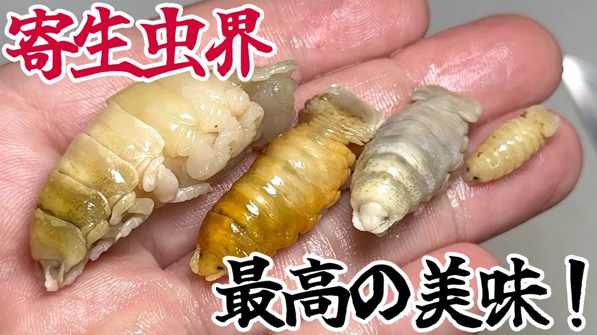 YouTube】魚の口の中に鎮座ましますキモカワ寄生虫ウオノエ。宇宙人的 YouTube】魚の口の中に鎮座ましますキモカワ寄生虫ウオノエ。宇宙人的
