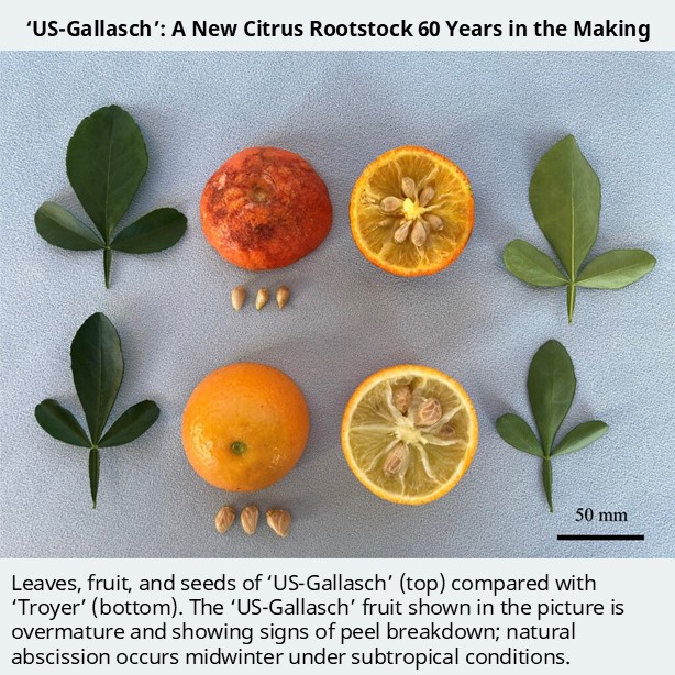 ‘US-Gallasch’ is a new citrus rootstock with excellent resistance to Citrus tristeza virus (CTV), salt tolerance, graft union compatibility, and induction of moderate tree size, with good productivity and fruit quality. doi.org/10.21273/HORTS…
#citrus #plantscience <a href="/USDA_ARS/">Agricultural Research Service</a>