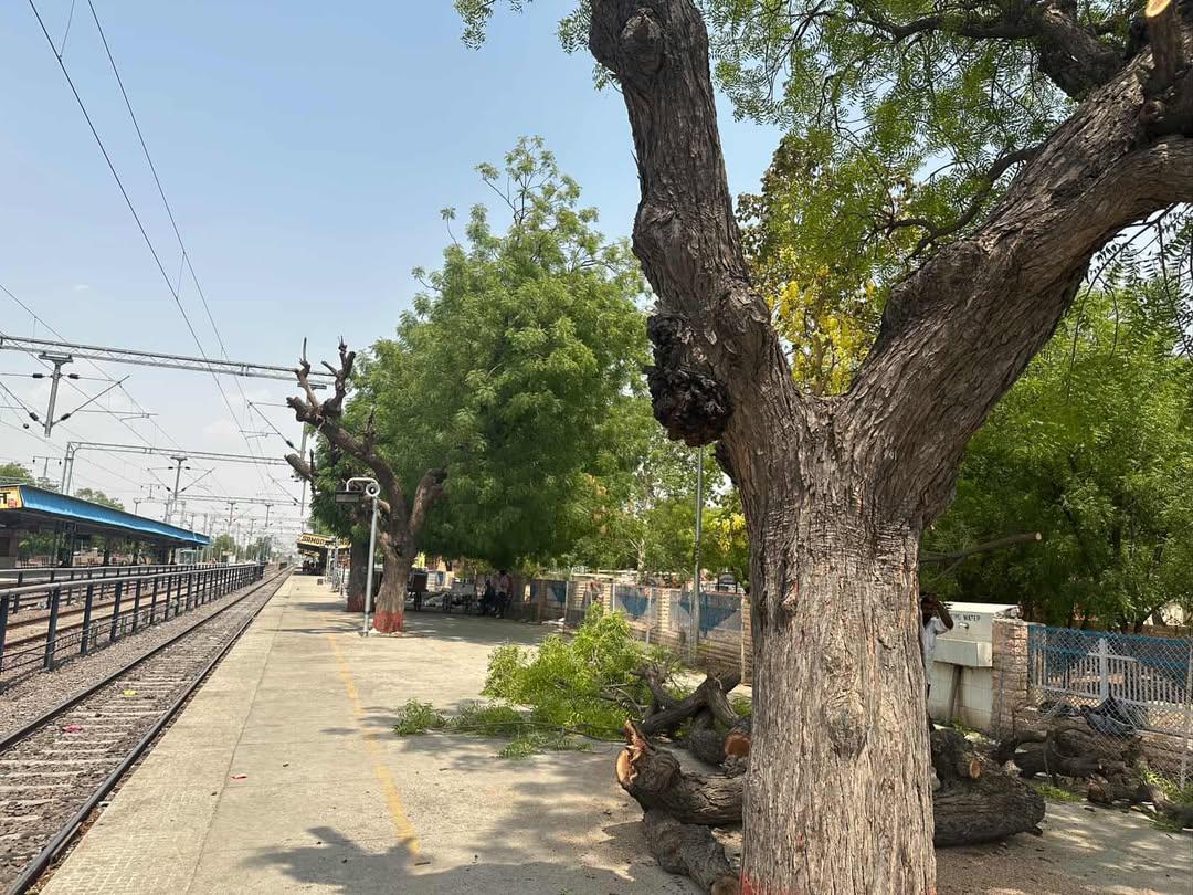 bishnoi_hitesh's tweet photo. @AshwiniVaishnaw @RailMinIndia @RailwaySeva @DRMJodhpurNWR Respected
At Railway Station Samdari Junction Jodhpur Cutting the big Trees For Over Foot Bridge Construction
Bridge can Be Construct other places please Save trees
#save_trees 🌳🌳 https://t.co/95LoONUBSE