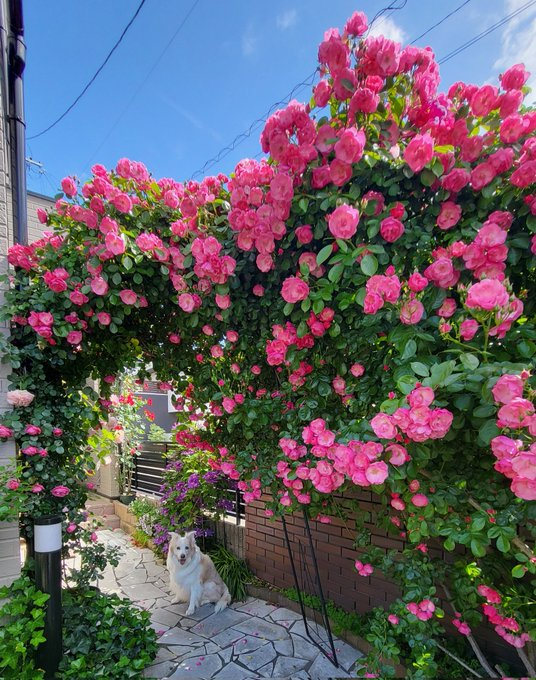 アンジェラ🌹が満開です