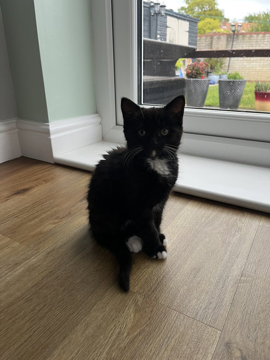 Welcome Mabel!  She’s already climbing into Mickey’s bed &amp; I’m sure if he could talk, he would be saying to me, I’m 18 years old, do you think I need this!😂 #kittens #CatsOfTwitter #family #Mabel #welcome #norfolk #mickey #happy