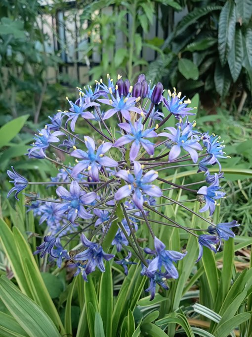 公園の隅で見つけた。誰かが植えたようには思えない