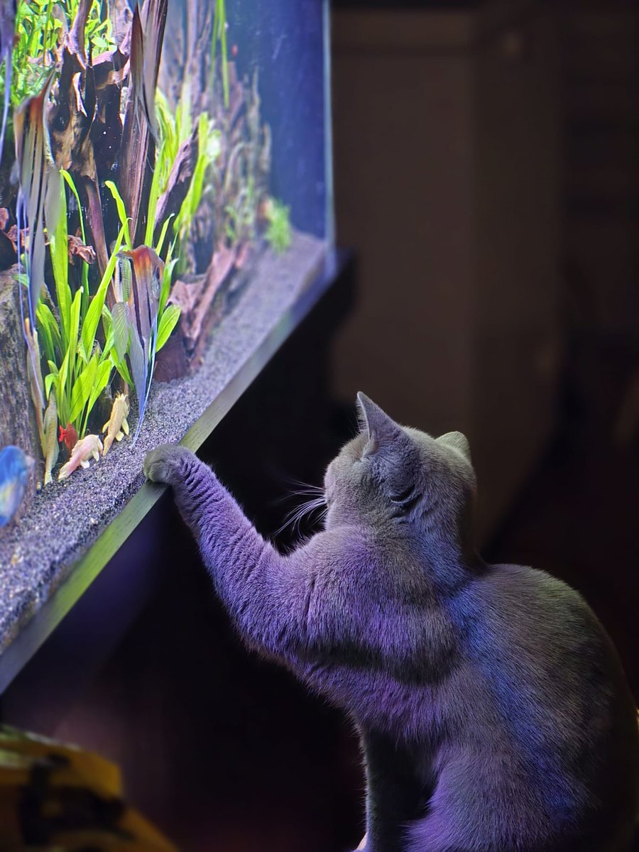 Gameday vs <a href="/LiquidValorant/">Team Liquid VALORANT</a>