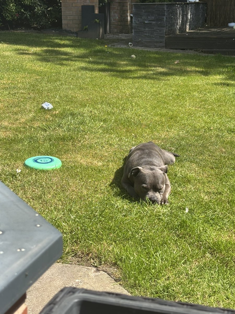Simple pleasure 🚨 having a ☕️ in the garden watching mum &amp; dad flying in and out of the 🐦 box feeding their nestlings all under the sleepyhead watch of Eric #sundayvibes #Staffy #Nature