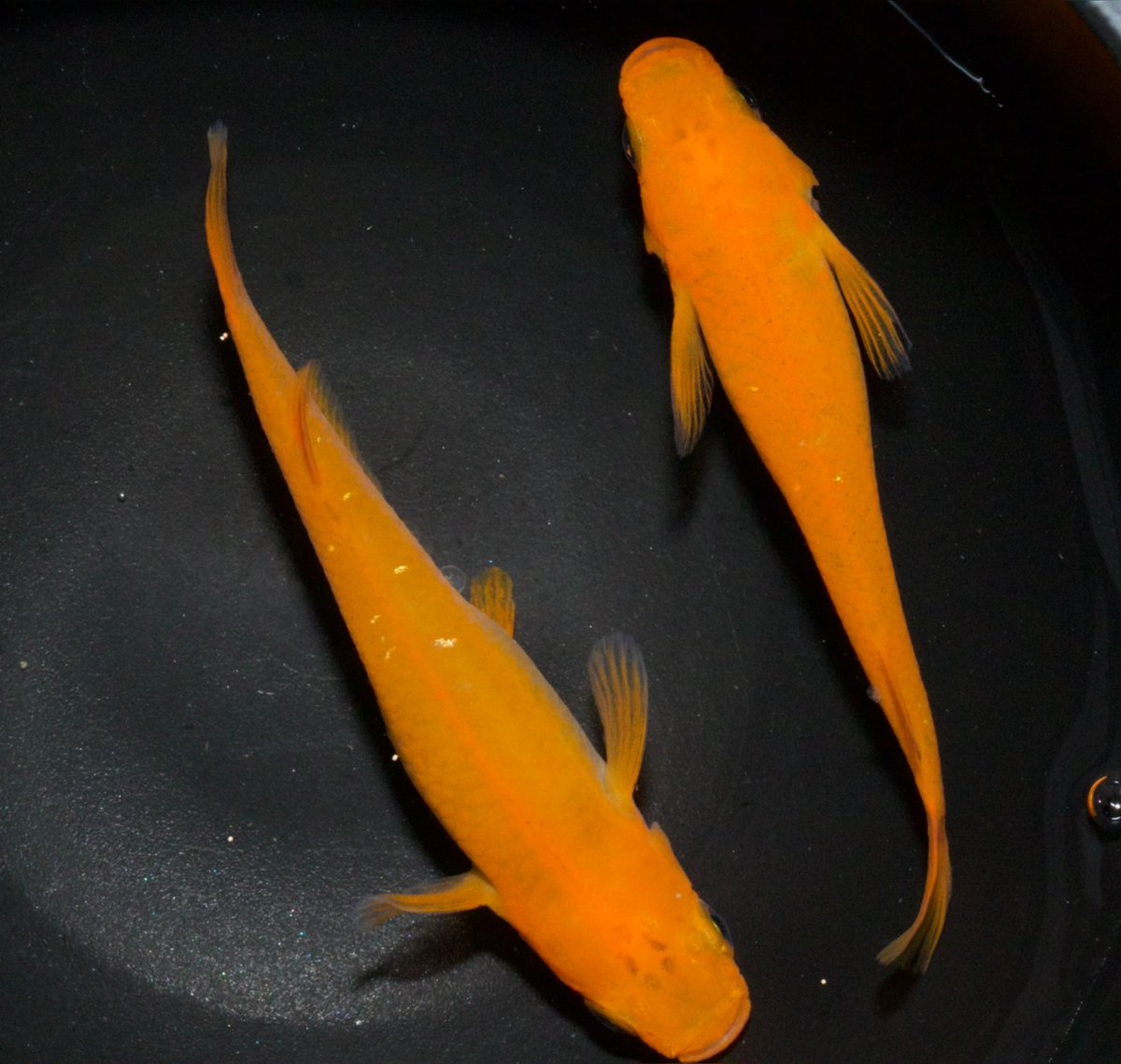 花鳥風月.スタッフ (@kachofugetu__) / Posts / X