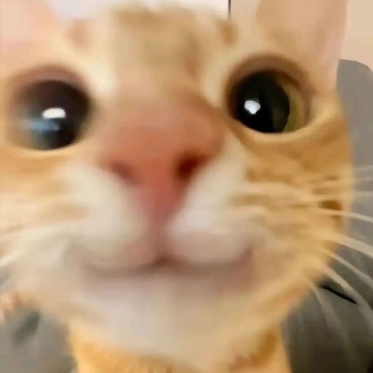 gravjity's tweet image. help repost, terima kasih🌷

hayi, ella ada 2 layout pompom chara carmen🌀🩷 harganya 8.000/each get ava PNG only⭐️ boleh langsung DM ajaa mau yang manaa! yuk jajannnn🐈🧺💌

t. #zonauang #zonaBA