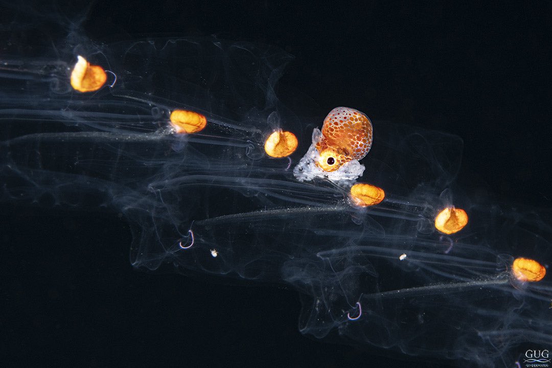 GugUnderwater's tweet photo. A pea-sized #Argonaut #octopus hitches a ride on a chain of cloned #salps, as they drift through the open #ocean together.
.
#papernautilus #nautilus #cephalopod #blackwater #blackwaterdiving #blackwaterphotography #gug #chrisgug #gugunderwater #comensalism #symbiosis https://t.co/RIln576xNf